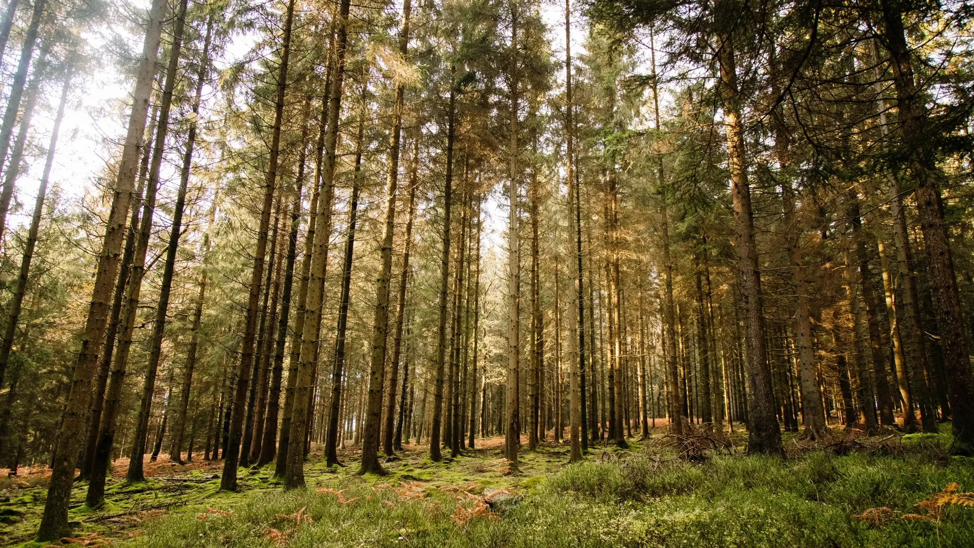 Team building nature