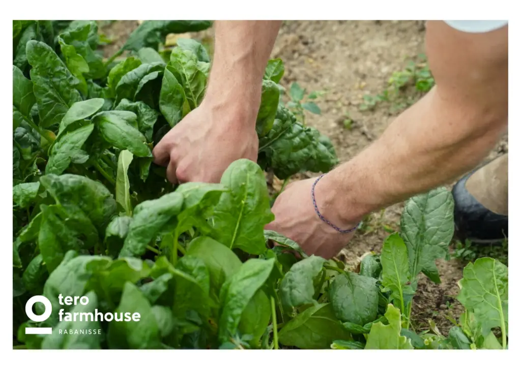 Cette image incarne parfaitement l’engagement de Tero Farmhouse Rabanisse pour une agriculture durable et locale. On y voit des mains en train de récolter des épinards frais, directement dans la terre, soulignant l’importance du lien entre l’homme et la nature. Le geste précis et respectueux illustre le soin apporté à chaque ingrédient cultivé sur place. La terre légèrement humide et les feuilles d’un vert éclatant témoignent d’une agriculture saine et responsable. Tero Farmhouse, c’est l’expérience d’une alimentation authentique, où chaque produit est cultivé avec passion pour offrir une cuisine en harmonie avec la nature et les saisons.